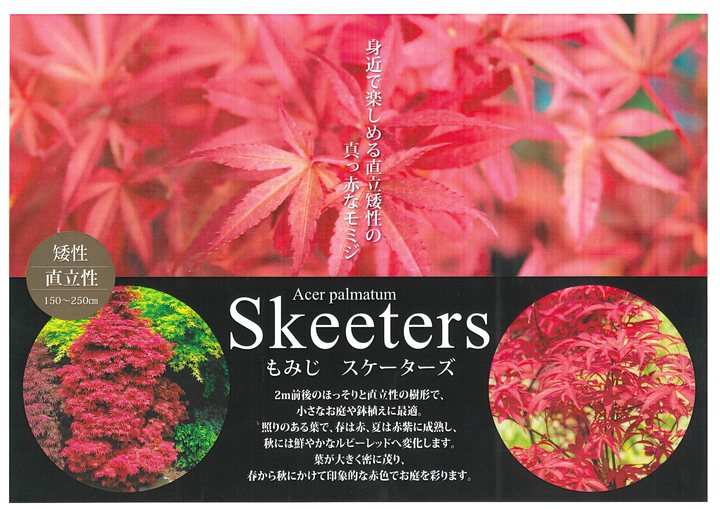 モミジ スケーターズ 4号 接ぎ木1年生｜花木10-TU
