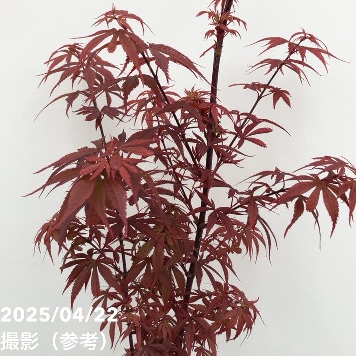 モミジ スケーターズ 4号 接ぎ木1年生｜花木10-TU | □キーワードから