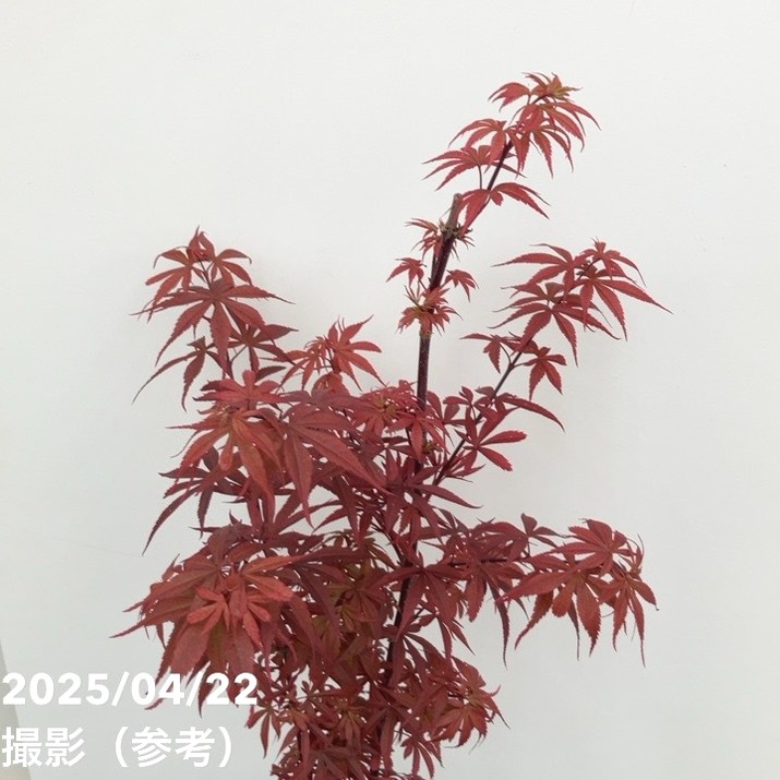 モミジです。 モミジ（紅葉）/カエデ：黄八丈（キハチジョウ） | nae-ya