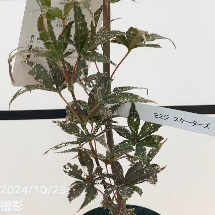モミジ スケーターズ 4号 接ぎ木1年生｜花木10-TU | □キーワードから