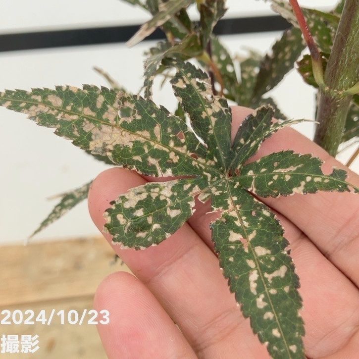 モミジ スケーターズ 4号 接ぎ木1年生|花木10-TU