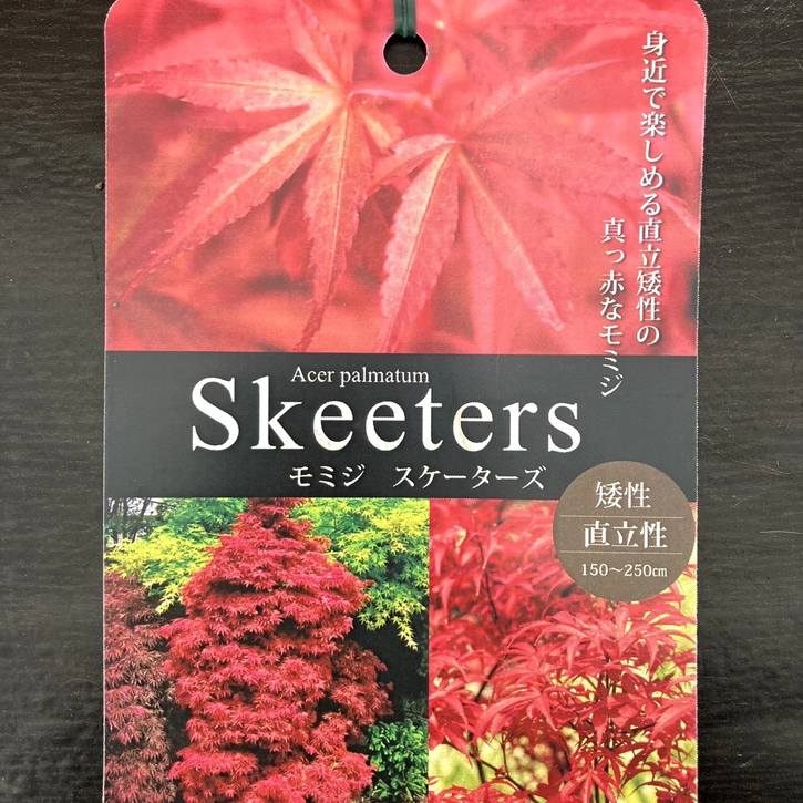 モミジ スケーターズ 4号 接ぎ木1年生｜花木10-TU | □キーワードから