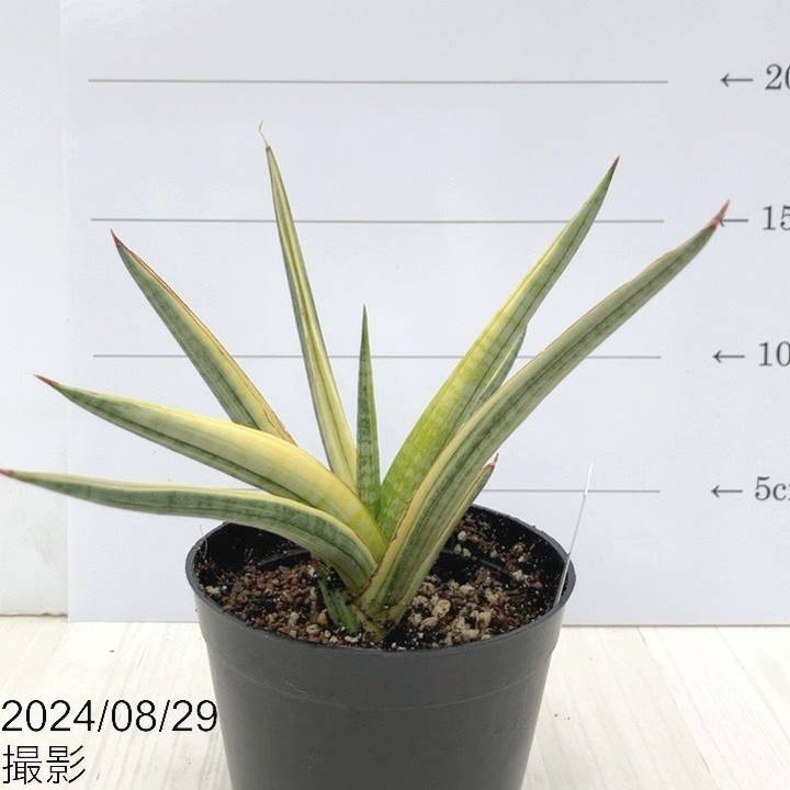 ①大きめ 希少 サンスベリア ロイヤルクラウン 白斑入り ベアルート