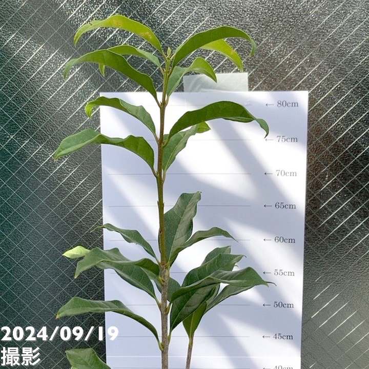 金木犀 キンモクセイ 5号｜花木04-PA | 花木・庭木 | 赤塚植物園