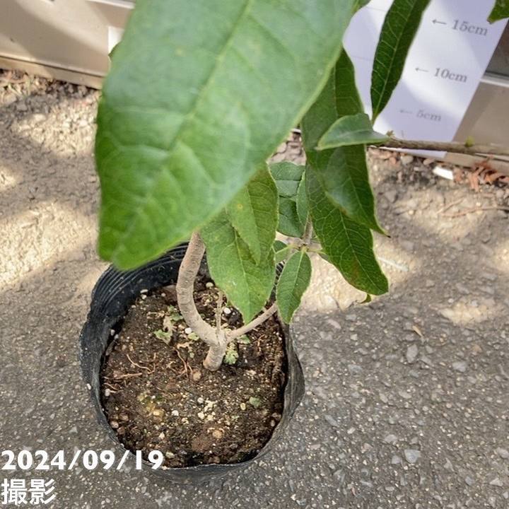 金木犀 キンモクセイ 5号｜花木04-PA | 花木・庭木 | 赤塚植物園