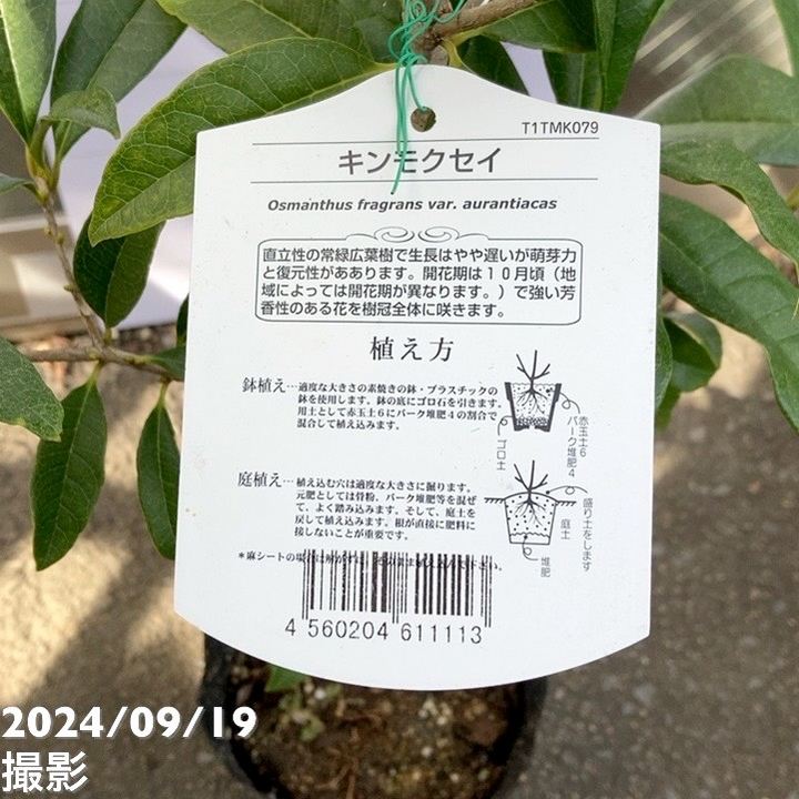金木犀 特大株 楽天市場】キンモクセイ（特大株）金木犀 : 打出農園