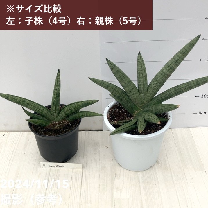 サンスベリア 4号 スーパー チュビー Super Chubby（子株）黒鉢
