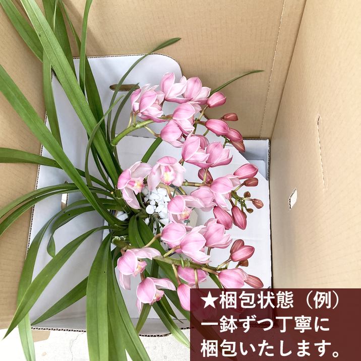 シンビジューム ピンク系 アーチ仕立て 3本立 7号陶器鉢|s200|洋蘭10-TO