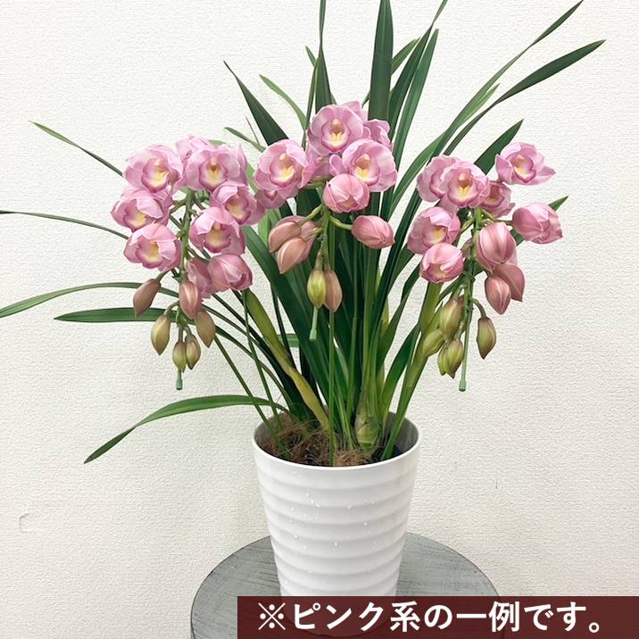 予約受付中】シンビジューム ピンク系 アーチ仕立て 3本立 7号陶器鉢