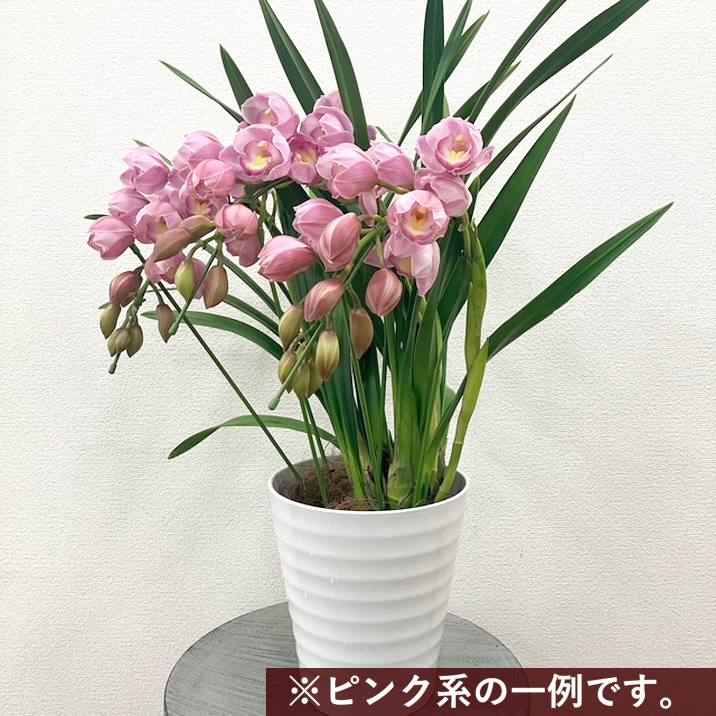 専用 ピンクシンビジューム3本立ち クレイフラワー 専用 ピンク