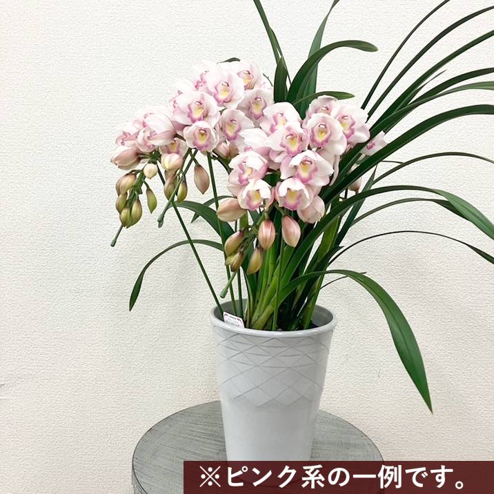 アートフラワーシンビジウム 鉢花 ピンクホワイト アートフラワーシンビジウム 鉢花 ピンクホワイト