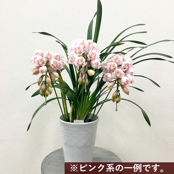 シンビジューム ピンク系 アーチ仕立て 3本立 7号陶器鉢|s200|洋蘭10-TO