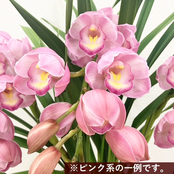 予約受付中】シンビジューム ピンク系 アーチ仕立て 3本立 7号陶器鉢