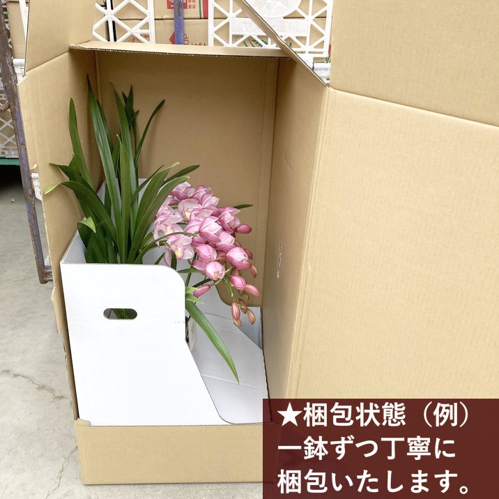 シンビジューム ピンク系 アーチ仕立て 3本立 7号陶器鉢|s200|洋蘭10-TO