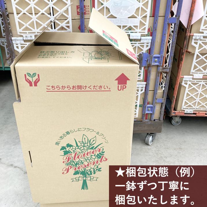 シンビジューム ピンク系 アーチ仕立て 3本立 7号陶器鉢|s200|洋蘭10-TO