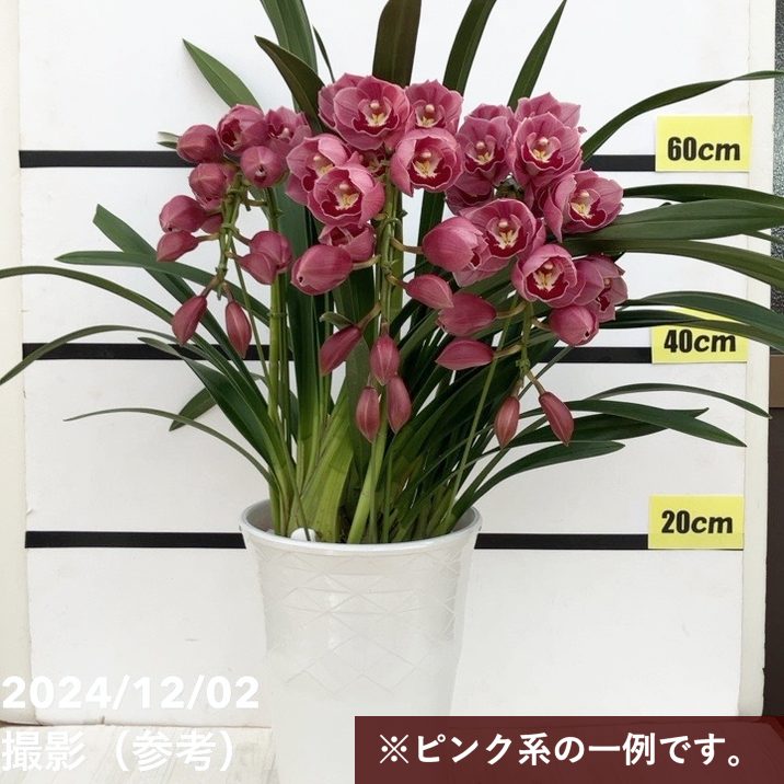 専用 ピンクシンビジューム3本立ち クレイフラワー 専用 ピンク
