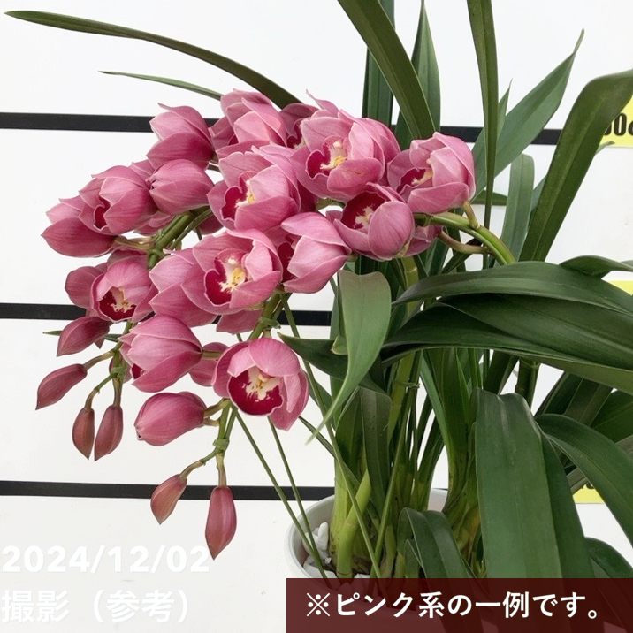 シンビジューム ピンク系 アーチ仕立て 3本立 7号陶器鉢｜s200｜洋蘭10