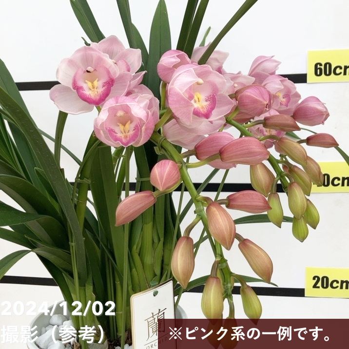 シンビジューム ピンク系 アーチ仕立て 3本立 7号陶器鉢|s200|洋蘭10-TO