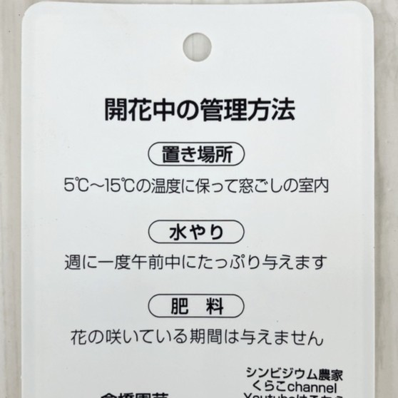 シンビジューム ピンク系 アーチ仕立て 3本立 7号陶器鉢|s200|洋蘭10-TO