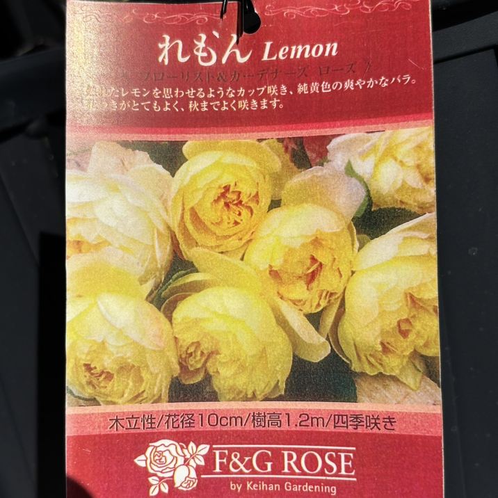 草Gまとめ売り(バラok!!) バラ大苗 れもん 7号 京阪園芸｜花木04-PA | 花木・庭木,バラ | 赤塚