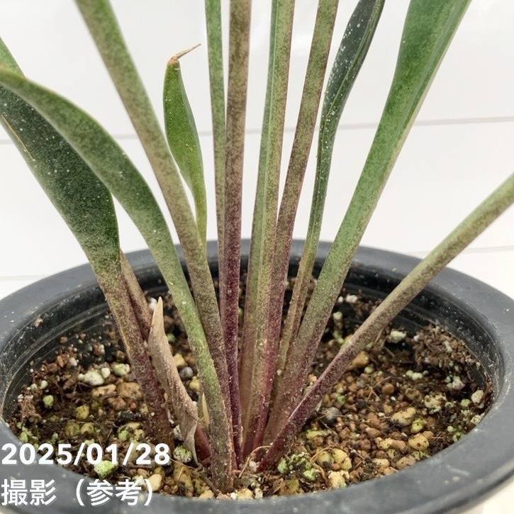 大きいサンスベリア 黒鉢付き サンスベリア 3.5号 コンシンナ スプーンリーフ 黒深鉢仕様