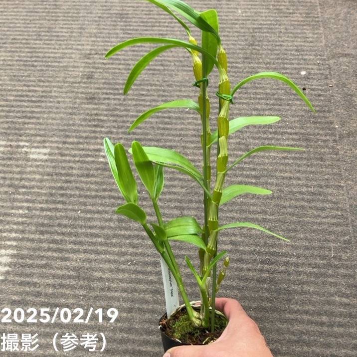 デンドロビューム交配種 2.5号 クロロスティラム｜洋蘭04-PA | 草花,洋