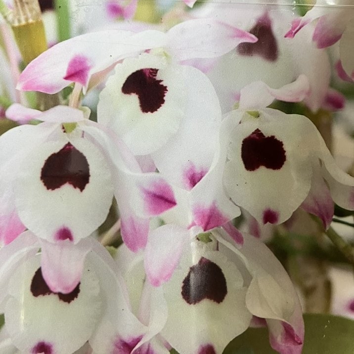 洋ラン 原種デンドロビウム2種 デンドロビューム交配種 2.5号 クロロスティラム｜洋蘭04-PA | 草花,洋