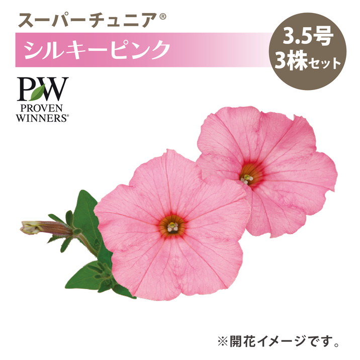 PW スーパーチュニア シルキーピンク 3.5号×3株セット｜草花04-PA