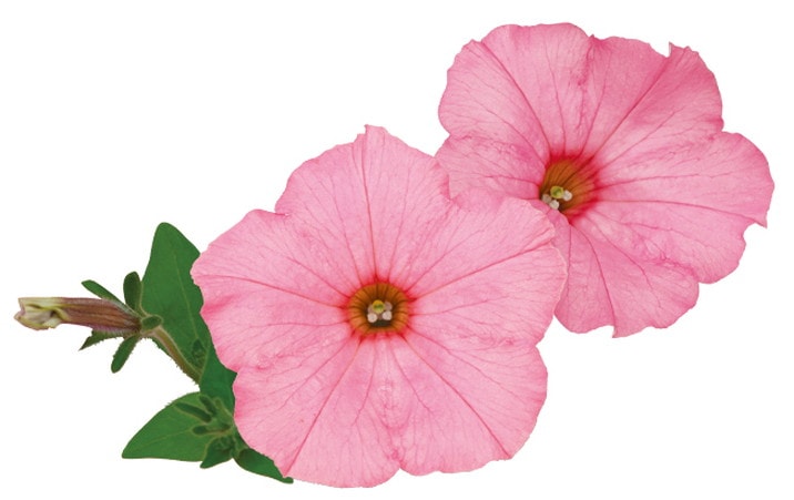 PW スーパーチュニア シルキーピンク 3.5号×3株セット｜草花04-PA