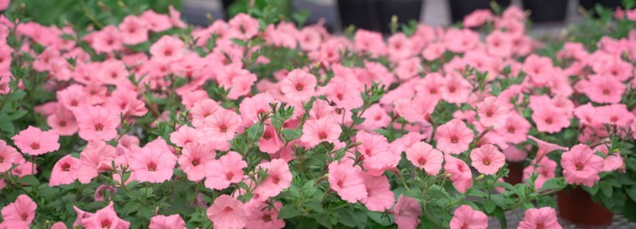 PW スーパーチュニア シルキーピンク 3.5号×3株セット｜草花04-PA