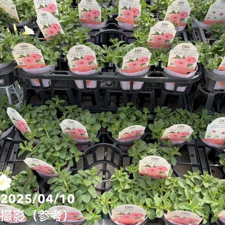 PW スーパーチュニア シルキーピンク 3.5号×3株セット｜草花04-PA