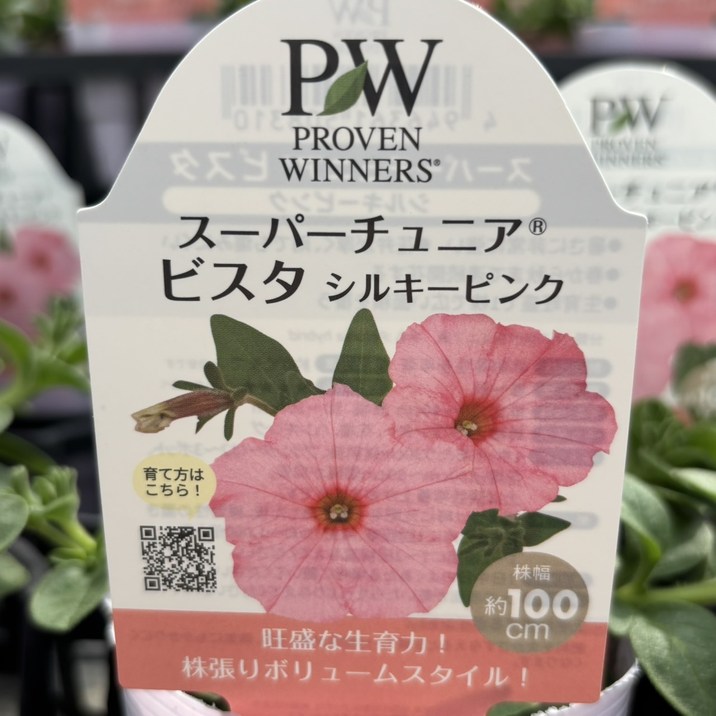PW スーパーチュニア シルキーピンク 3.5号×3株セット｜草花04-PA
