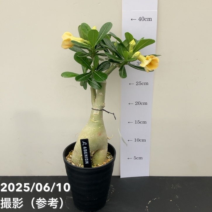 アデニウム オベスム 4号 Caramel(18)|観葉01-D1