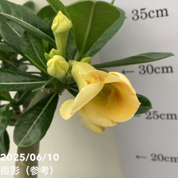 アデニウム オベスム 4号 Caramel(18)|観葉01-D1