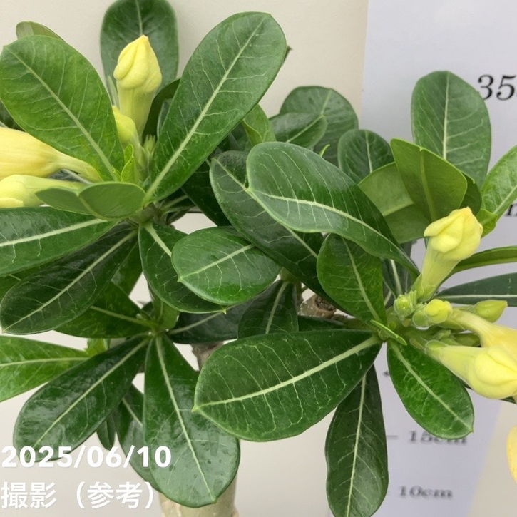 アデニウム オベスム 4号 Caramel(18)|観葉01-D1