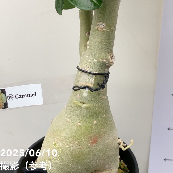 アデニウム オベスム 4号 Caramel（18）｜観葉01-D1 | 観葉・多肉
