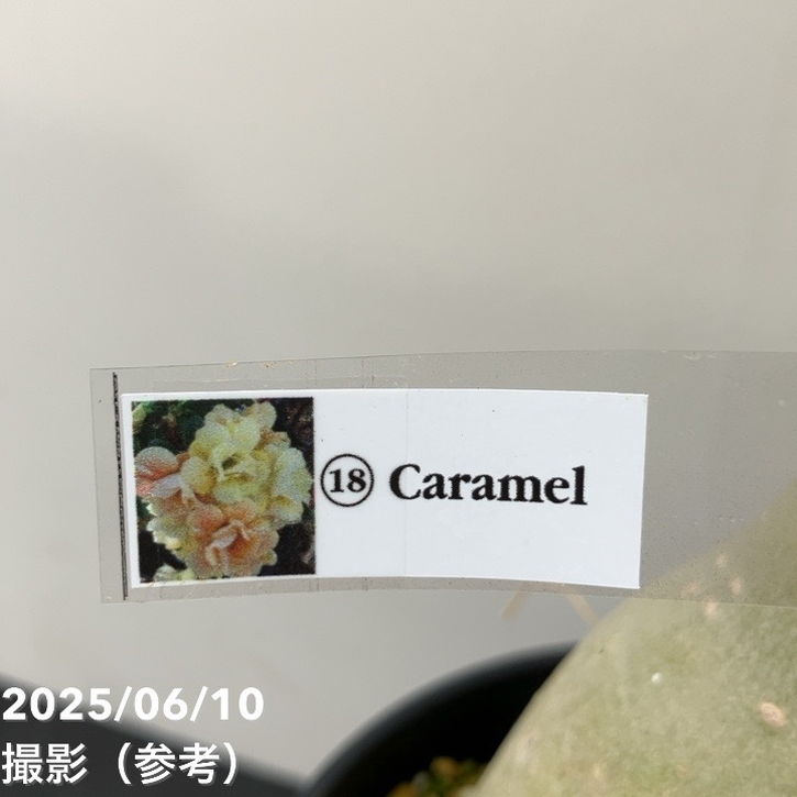 アデニウム オベスム 4号 Caramel(18)|観葉01-D1