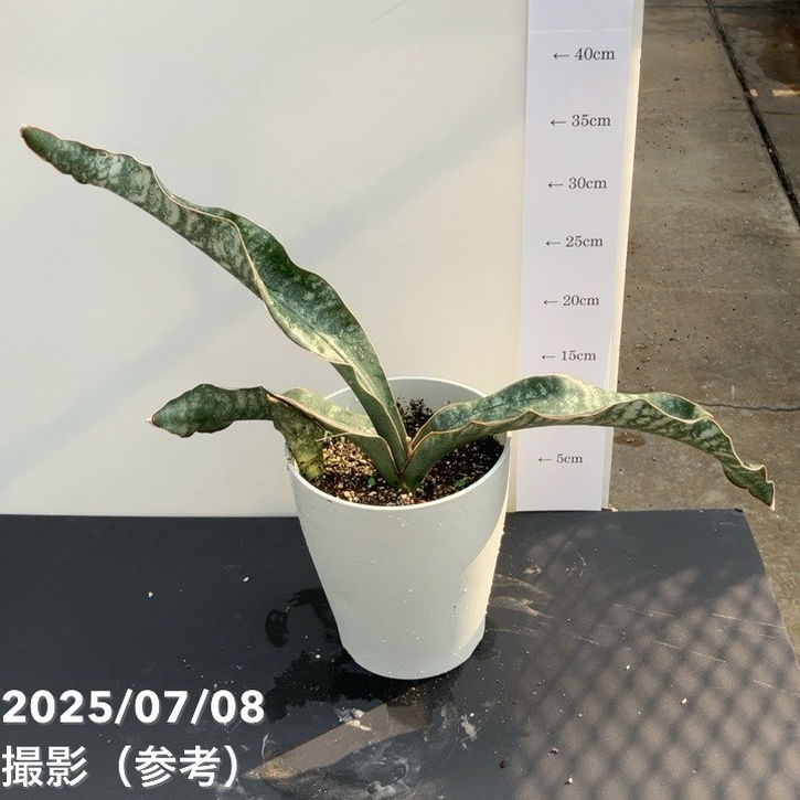 サンスベリア　カルフォルニア　② 期間限定10％OFF！】サンスベリア 5号 シルバーフォックス Silver fox