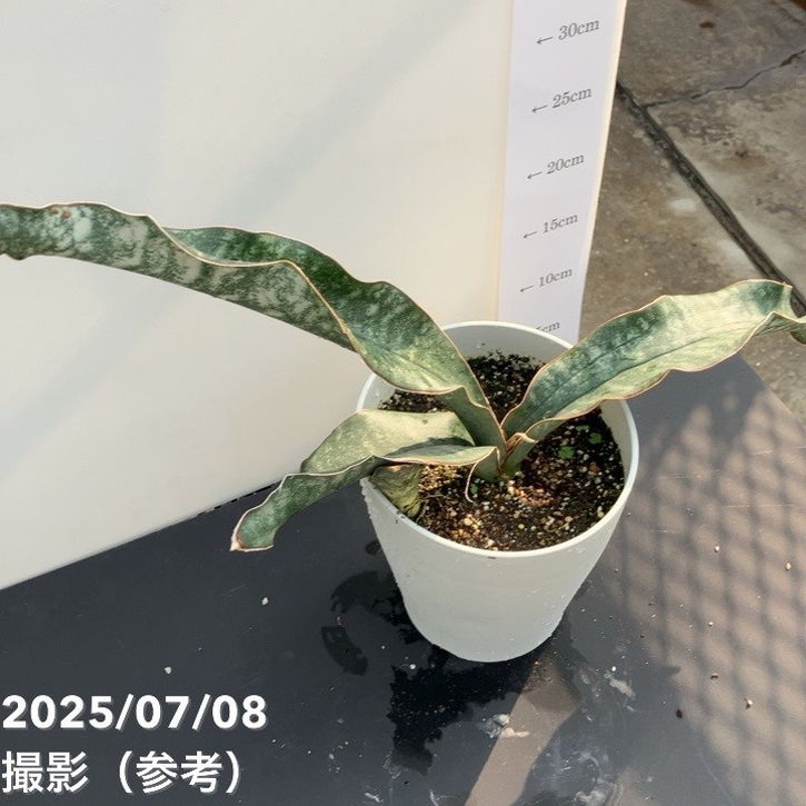 サンスベリア 6号 マフィンガ｜観葉02-D2 | 観葉・多肉,サンセベリア