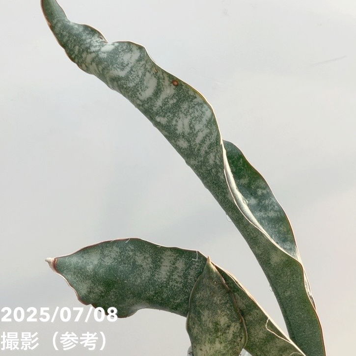 セール中　斑入り　サンセベリア　マフィンガ　グリーンフォーム　サンスベリア 斑入り サンスベリア マフィンガ グリーンフォーム サンセベリア