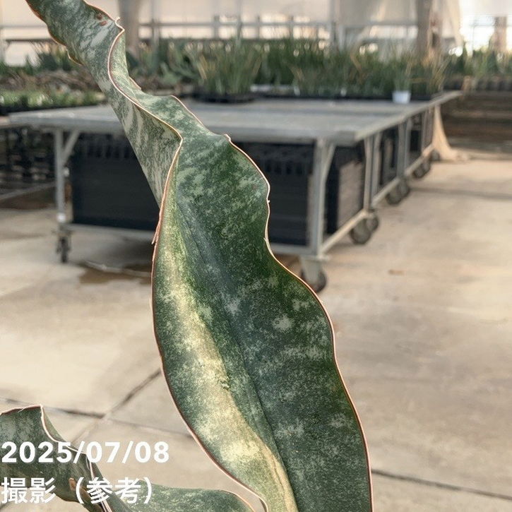 期間限定10％OFF！】サンスベリア 6号 マフィンガ｜観葉02-D2 | 観葉