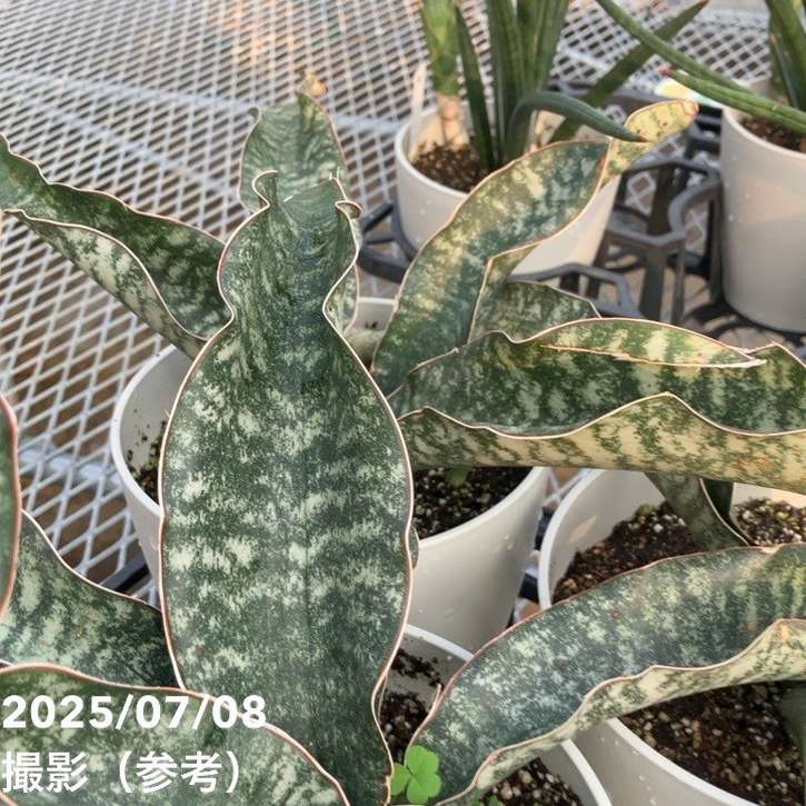 サンスベリア　カルフォルニア　② 期間限定10％OFF！】サンスベリア 5号 シルバーフォックス Silver fox