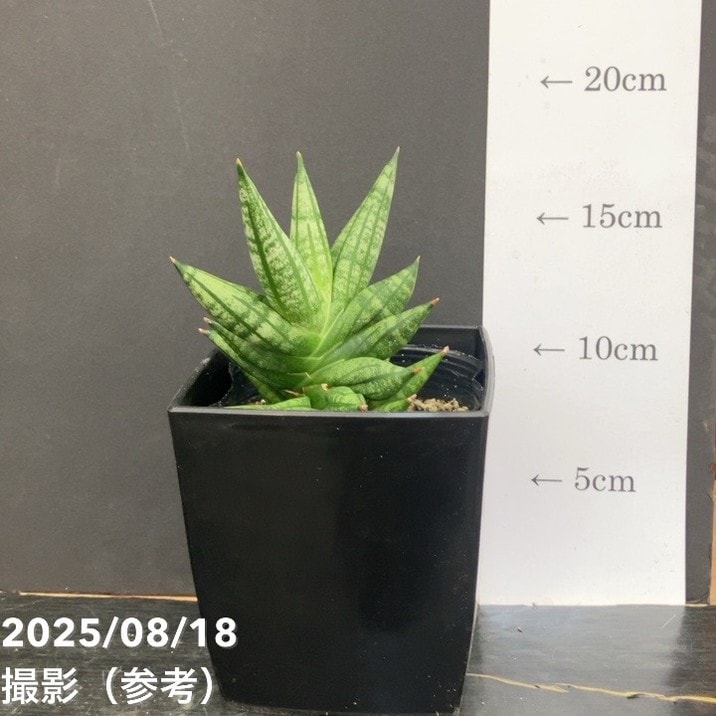 サンスベリア 4号 ミンマニー Mingmanee 角プラ鉢仕様｜観葉02-D2