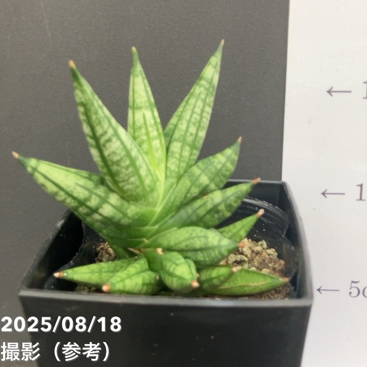 サンスベリア 4号 ミンマニー Mingmanee 角プラ鉢仕様｜観葉02-D2