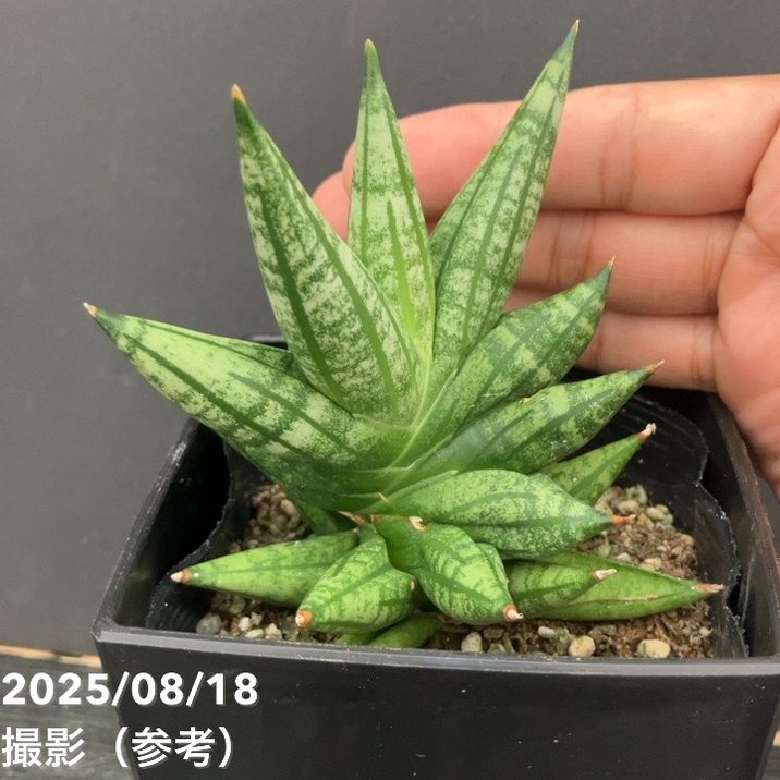 サンスベリア 4号 ミンマニー Mingmanee 角プラ鉢仕様｜観葉02-D2