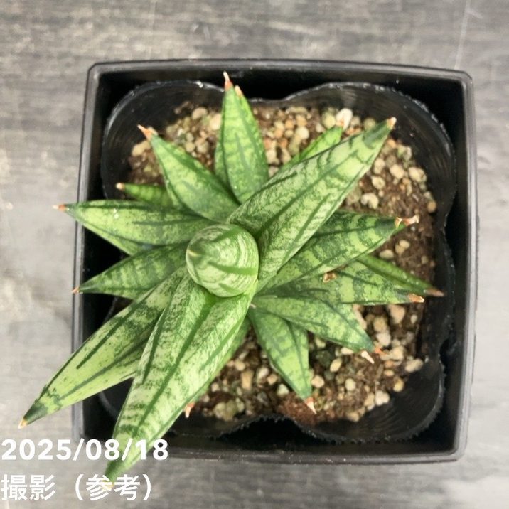 サンスベリア 4号 ミンマニー Mingmanee 角プラ鉢仕様｜観葉02-D2