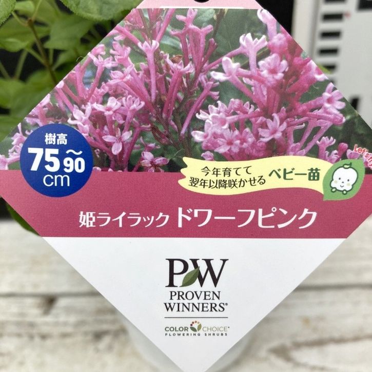 ライラックの樹様 Amazon.co.jp: CHUXAY GARDEN 50粒の種 這うセノサス「リモート