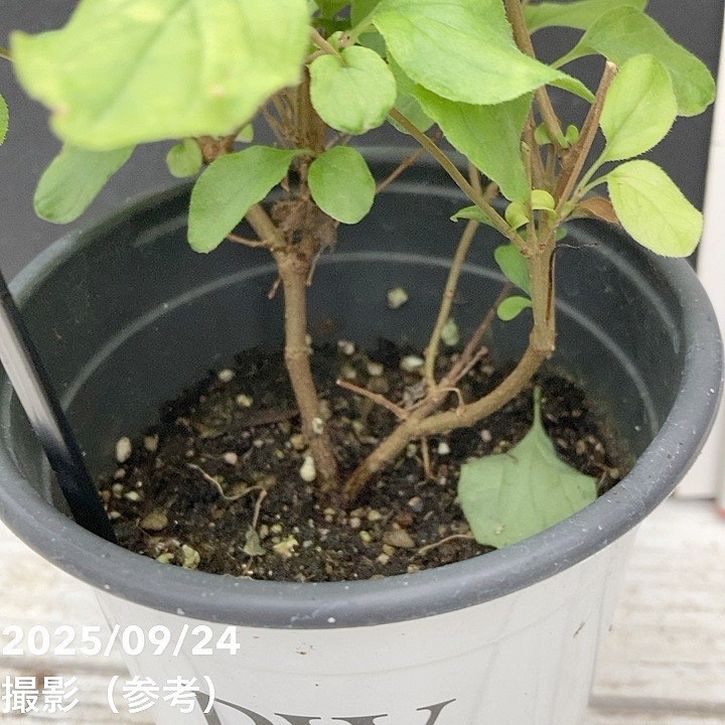 PW 姫ライラック ドワーフピンク 11cmロングポット｜花木04-PA