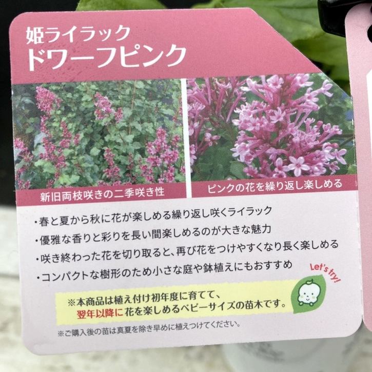 ライラックの樹様 PW 姫ライラック ドワーフピンク 11cmロングポット｜花木04-PA