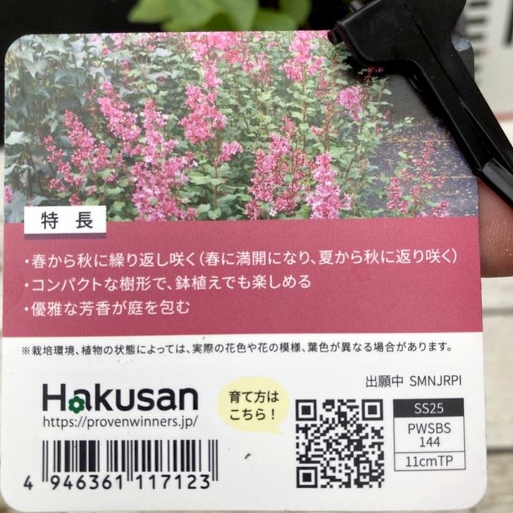 PW 姫ライラック ドワーフピンク 11cmロングポット｜花木04-PA